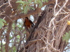 Curruca subcoerulea cinerascens