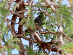 Curruca subcoerulea cinerascens