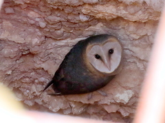 Tyto alba poensis