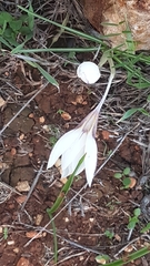 Crocus hyemalis