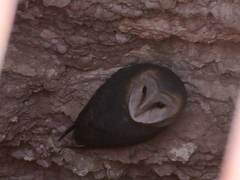 Tyto alba poensis