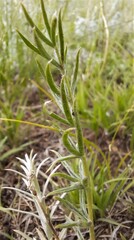 Oxytropis oxyphylla