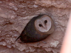 Tyto alba poensis