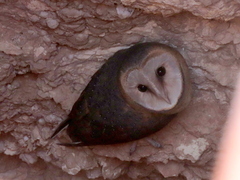Tyto alba poensis