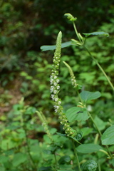 Perilla frutescens