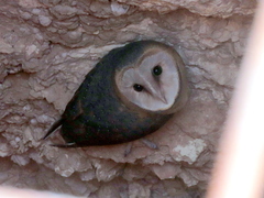 Tyto alba poensis