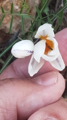 Crocus hyemalis