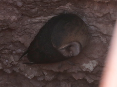 Tyto alba poensis