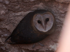 Tyto alba poensis