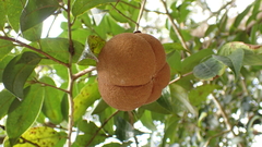 Camellia granthamiana