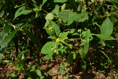 Sigesbeckia pubescens