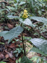 Strobilanthes andamanensis