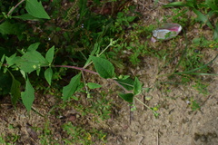 Sigesbeckia pubescens