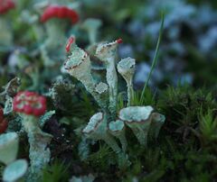 Cladonia diversa
