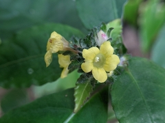 Strobilanthes andamanensis