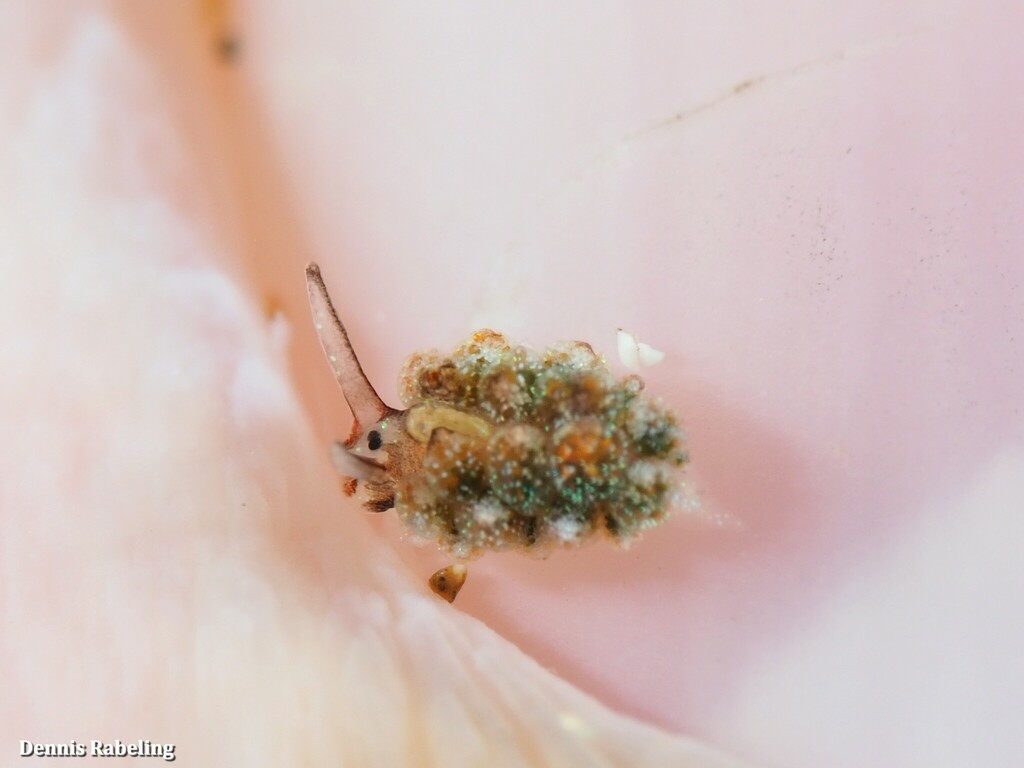 Costasiella virescens