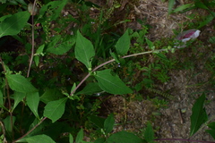 Sigesbeckia pubescens