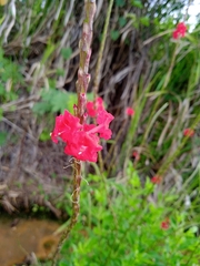 Stachytarpheta mutabilis