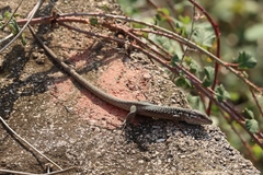 Phoenicolacerta laevis