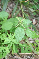 Urtica membranacea