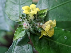 Strobilanthes andamanensis