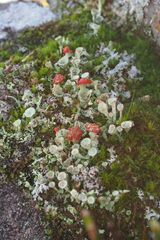 Cladonia diversa