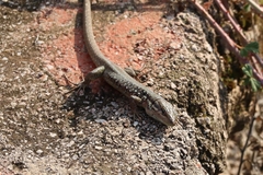 Phoenicolacerta laevis