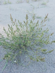 Corispermum hyssopifolium