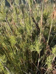Thamnochortus cinereus