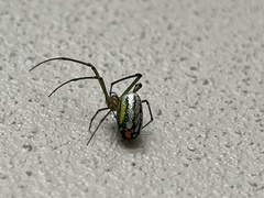 Leucauge argyrobapta