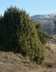 Juniperus communis