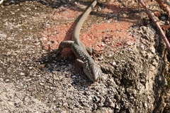 Phoenicolacerta laevis