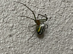 Leucauge argyrobapta