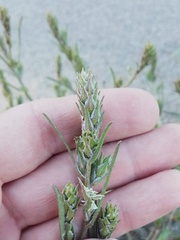 Corispermum hyssopifolium