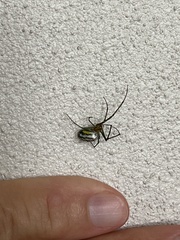 Leucauge argyrobapta