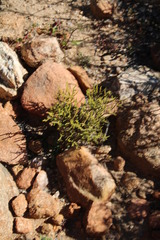 Crassula muscosa obtusifolia