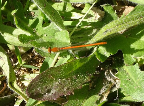 Common Citril photo 5