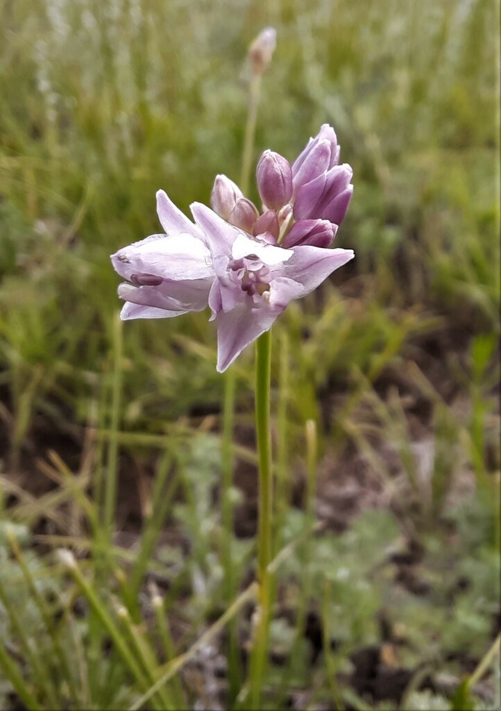 Allium bidentatum