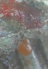 Pseudodistoma cyrnusense