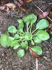 Packera obovata