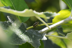 Neodiplogrammus quadrivittatus