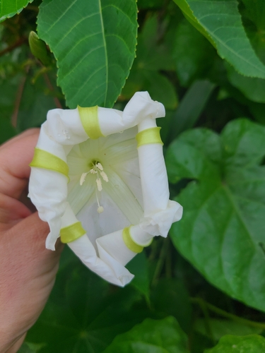 Ipomoea alba