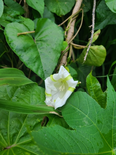 Ipomoea alba