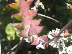 Crassula perforata