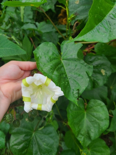 Ipomoea alba