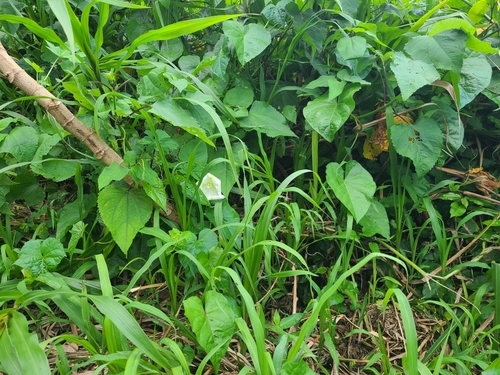 Ipomoea alba