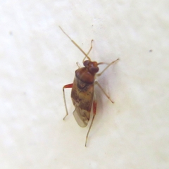 Pinalitus conspurcatus