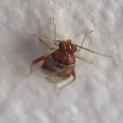 Pinalitus conspurcatus