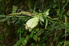 Codonopsis lanceolata