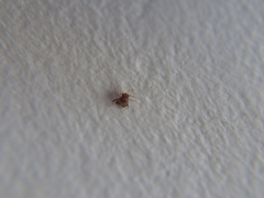 Pinalitus conspurcatus